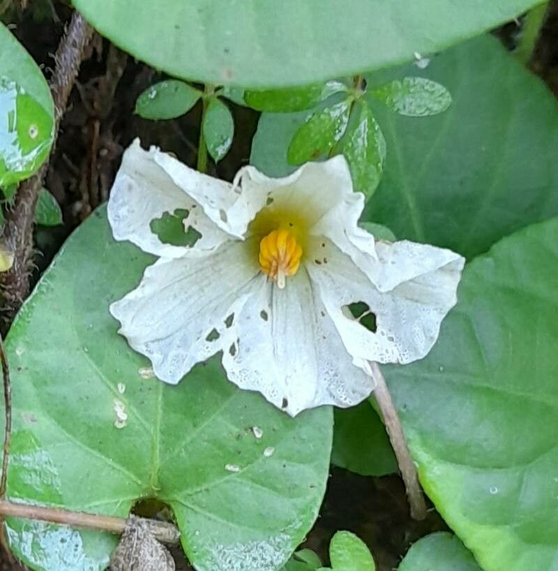 Lycianthes asarifolia flower