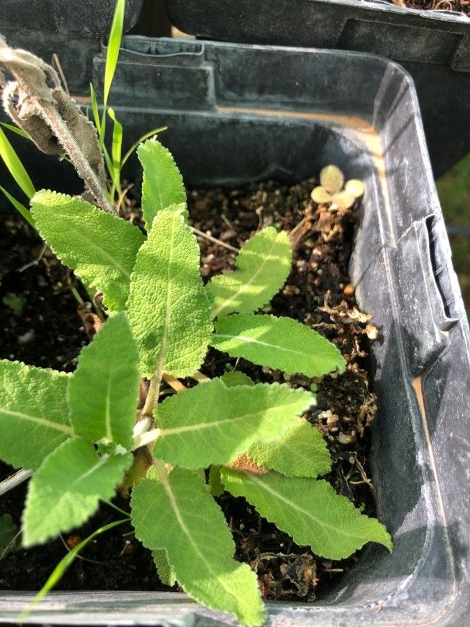 Salvia staminea — search result for 'Armenia'