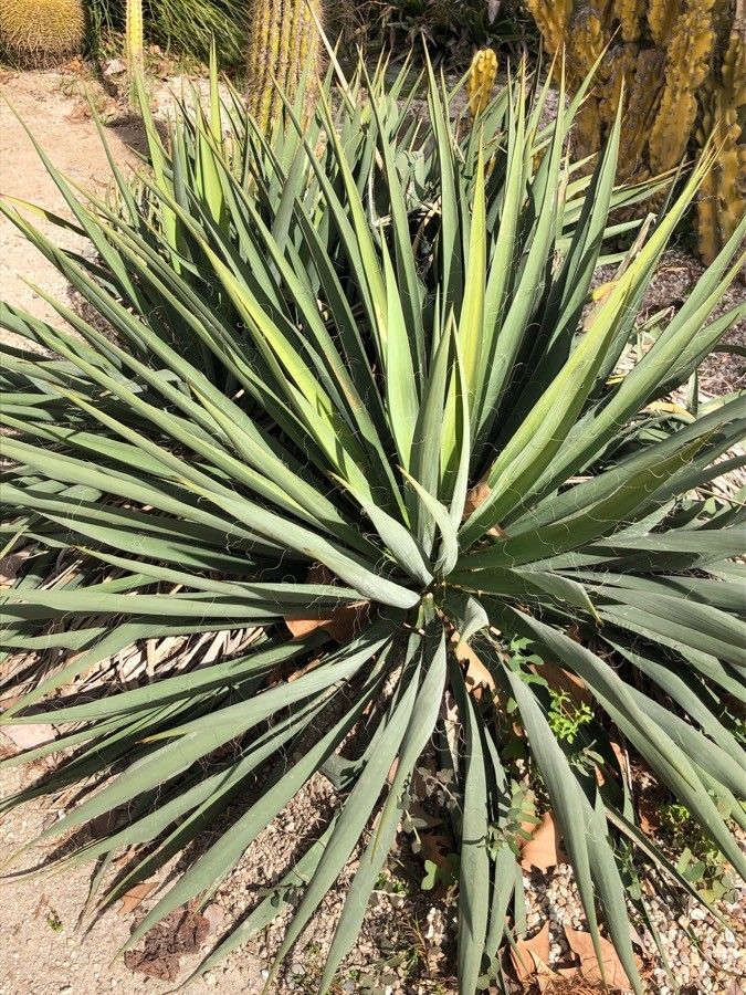 Hesperoyucca whipplei habit