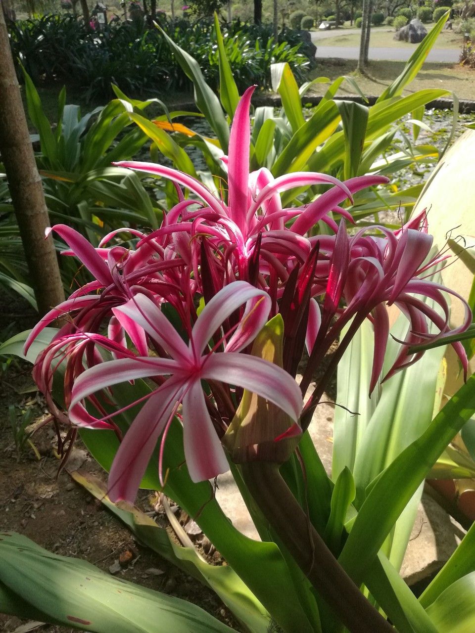 Crinum × amabile flower