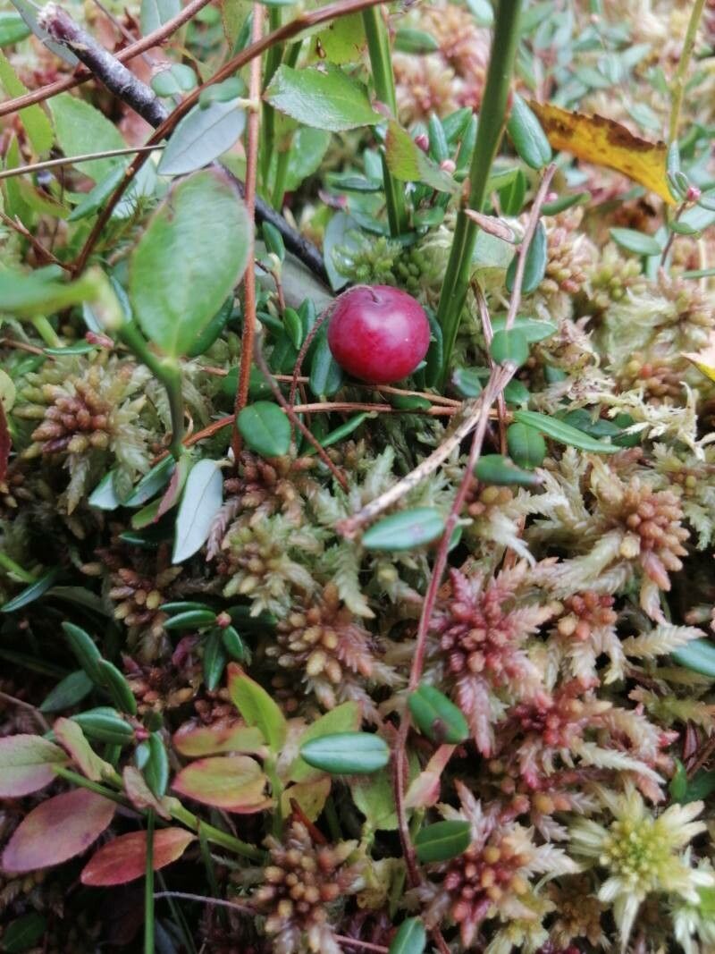 Vaccinium oxycoccos fruit