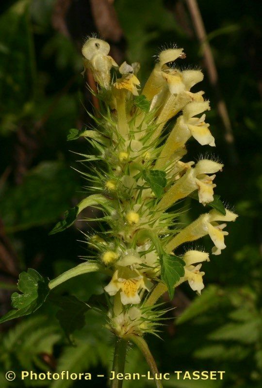 Galeopsis × polychroma flower