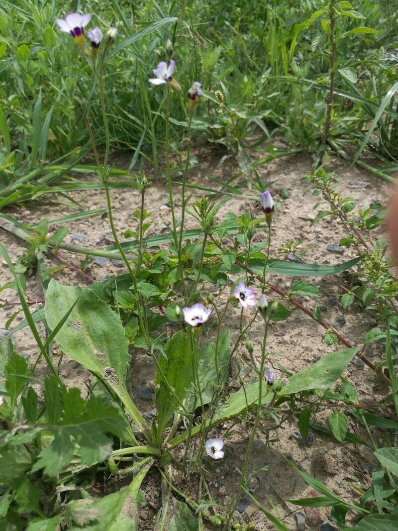 Gilia tricolor habit