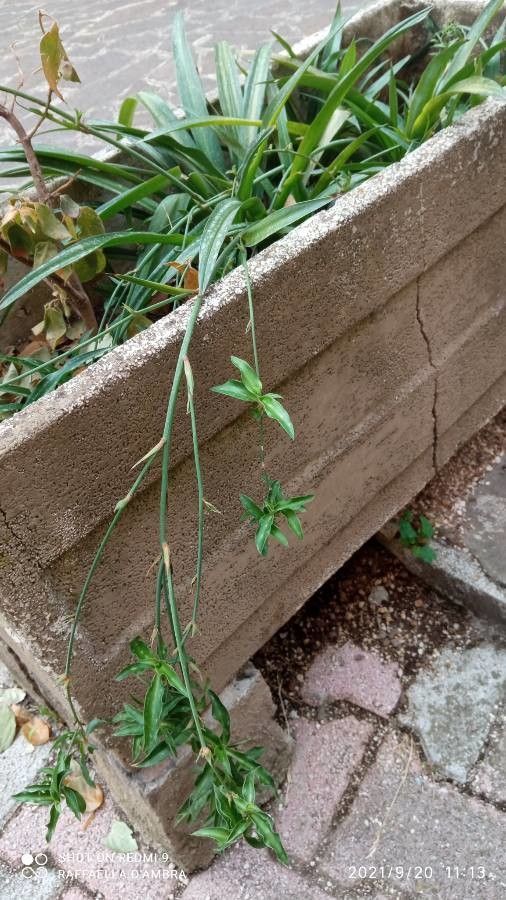 Chlorophytum spp. habit