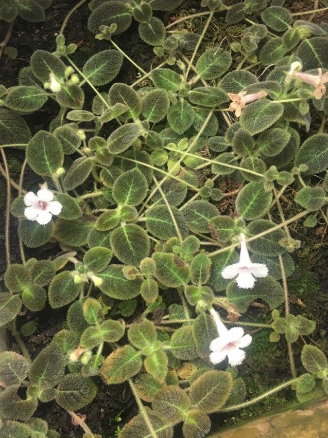 Episcia fimbriata habit