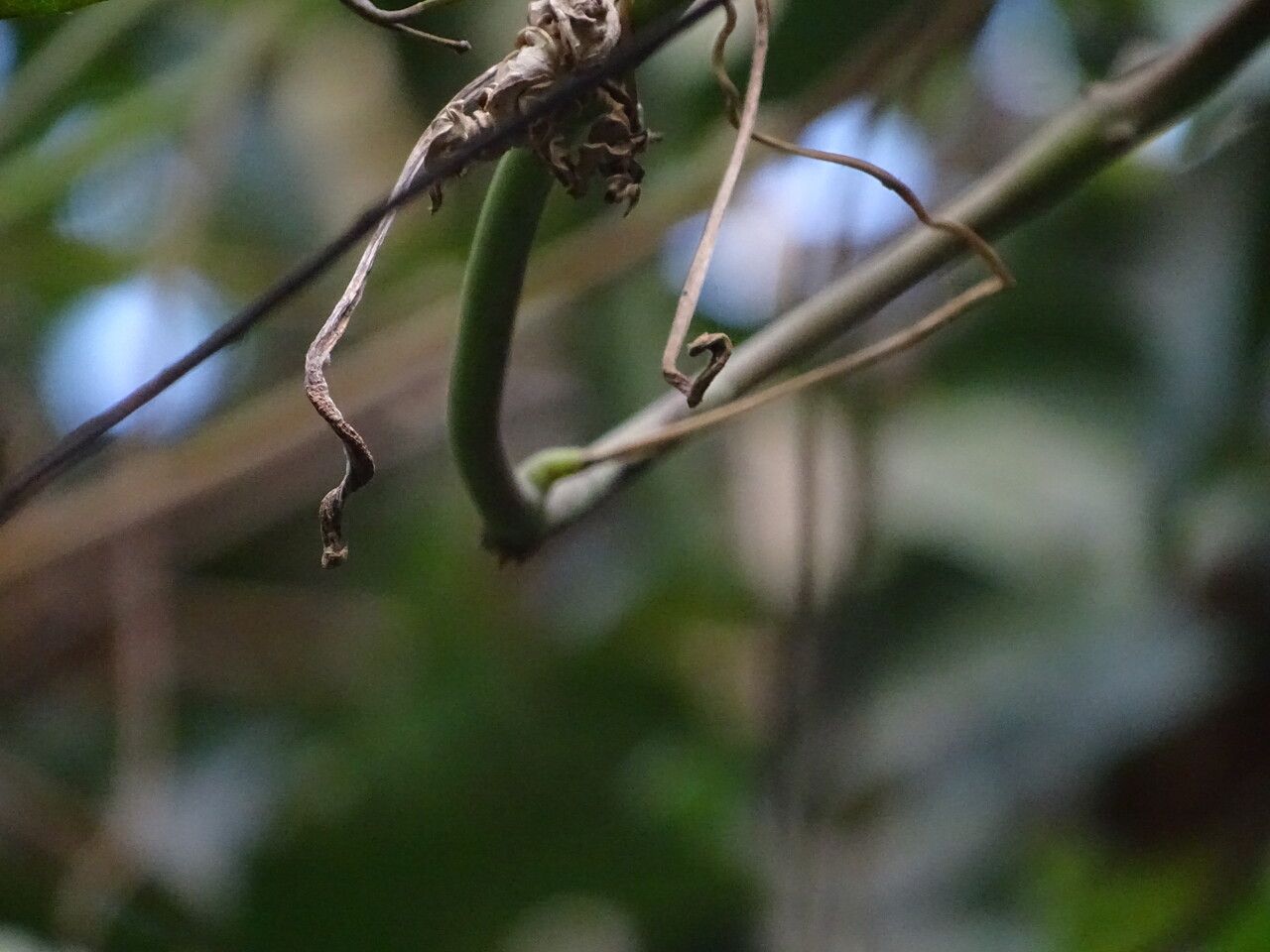 Cissus aralioides bark