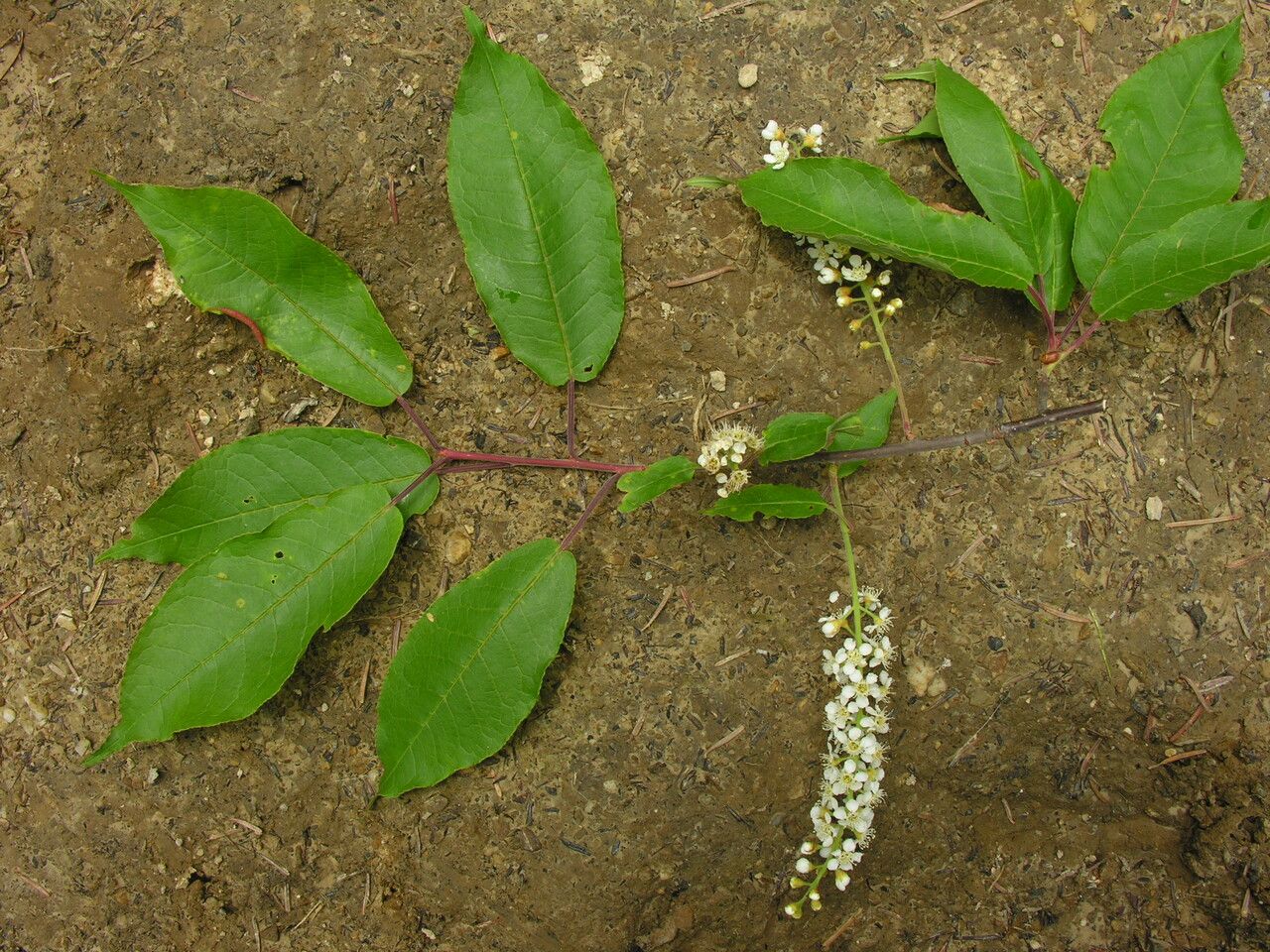 Prunus cornuta habit