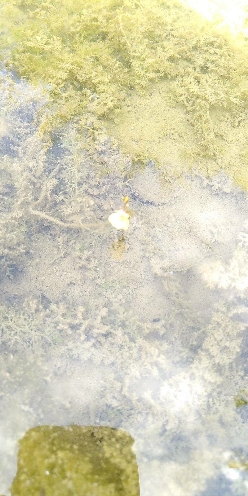 Utricularia bremii — search result for 'Lentibulariaceae'