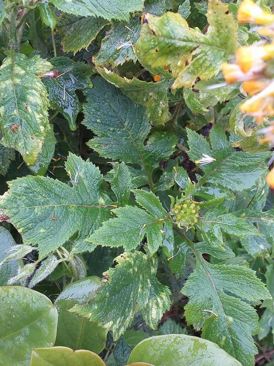 Senecio lyratus leaf