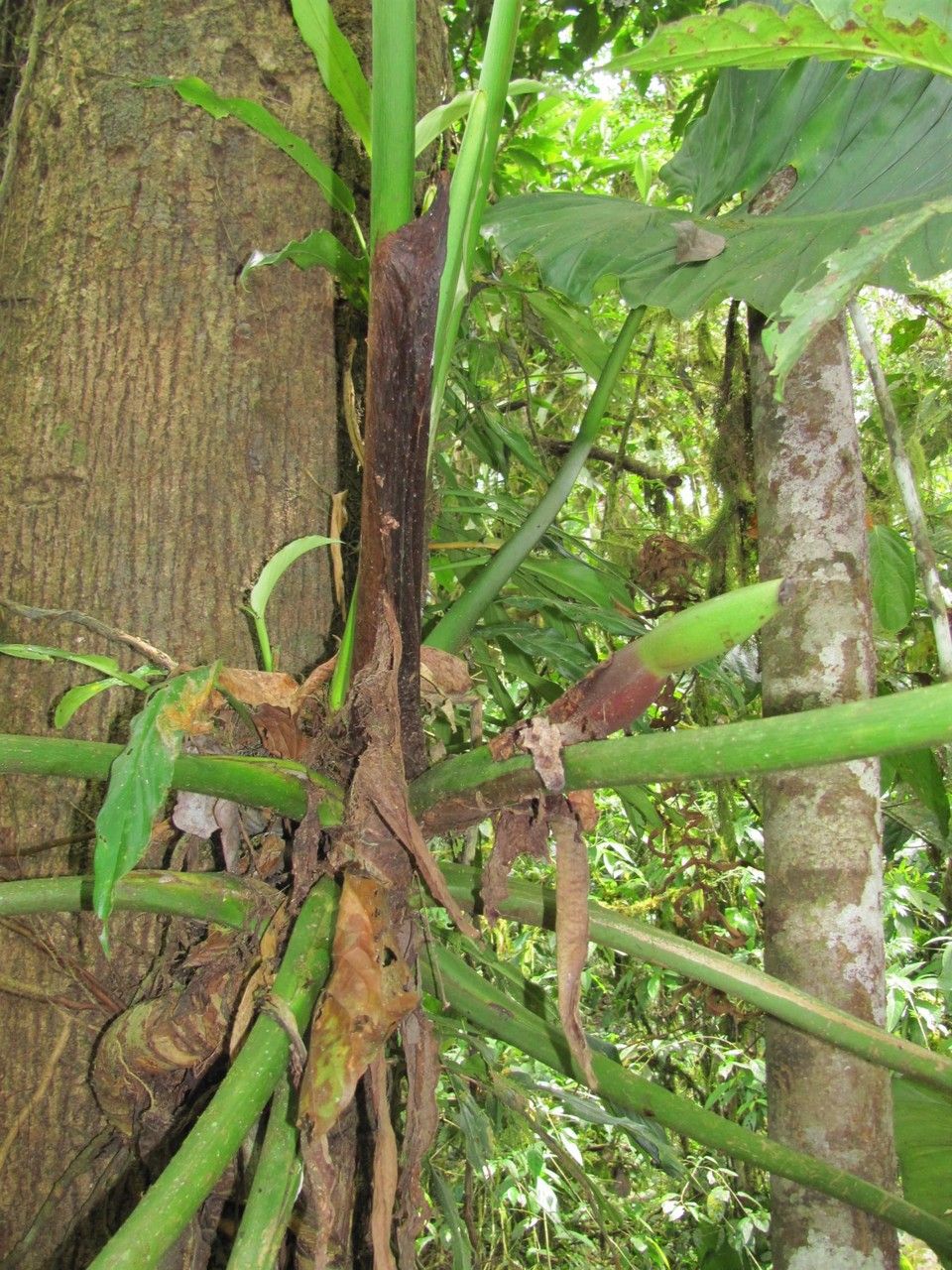 Philodendron dodsonii bark
