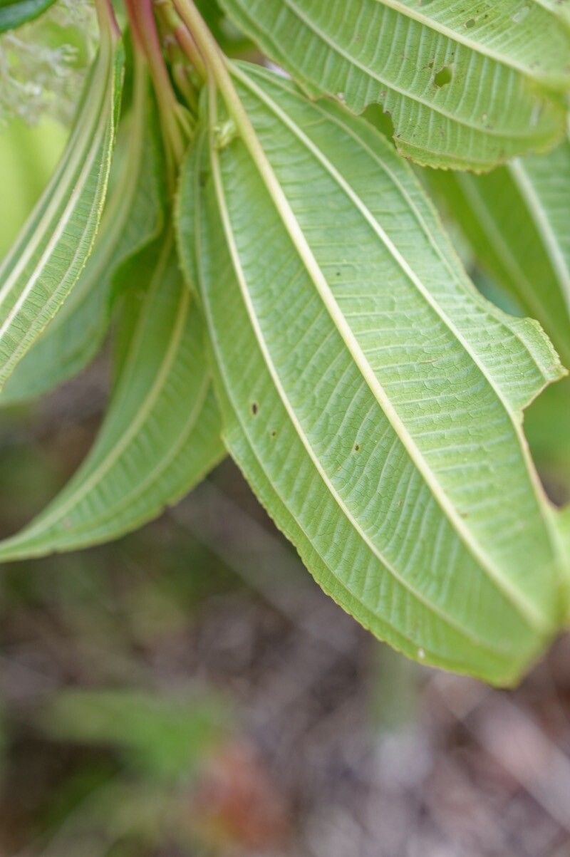 Miconia globuliflora — houseplant care guide