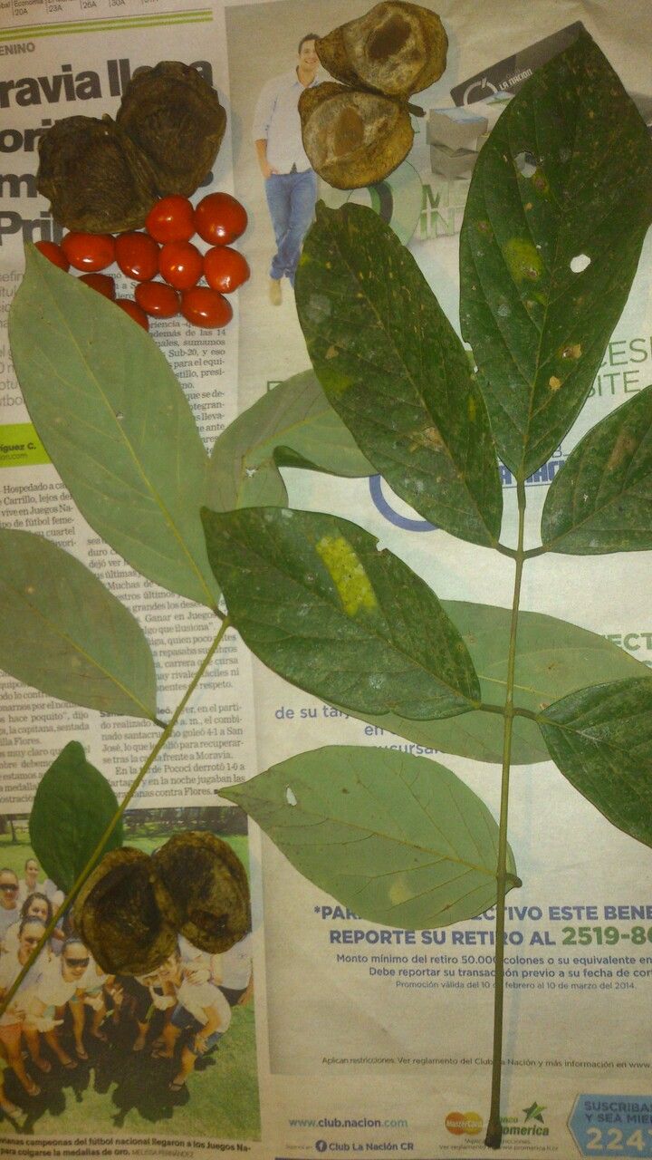 Ormosia panamensis — houseplant care guide