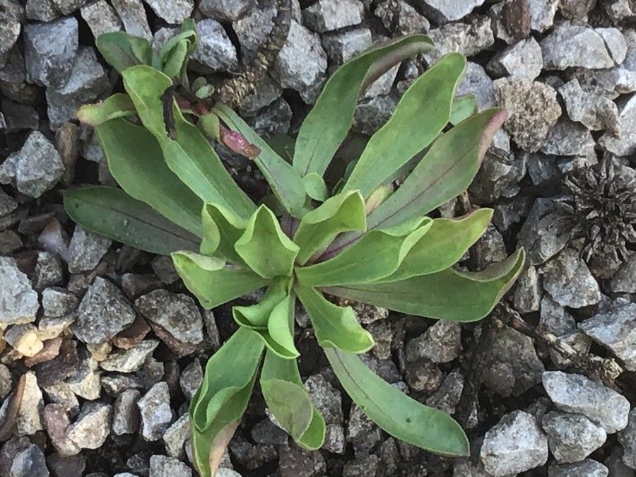 Townsendia formosa — related species from the same genus