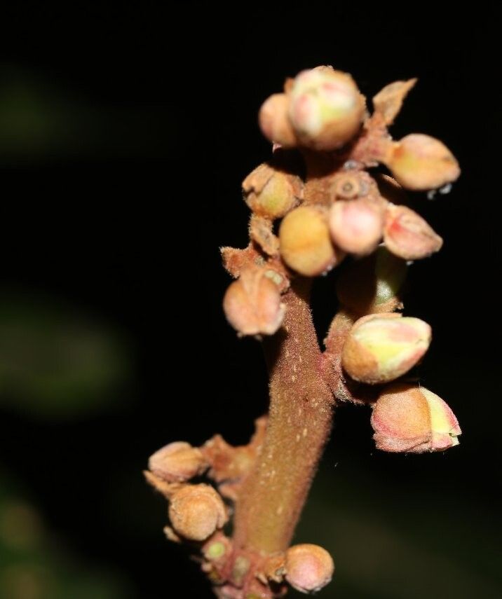 Canarium planifolium — search result for 'Canarium'