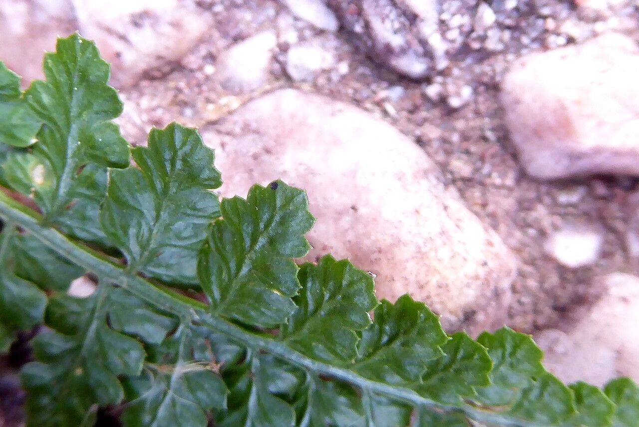 Asplenium foreziense leaf