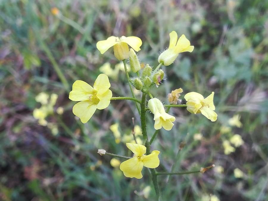 Bunias erucago flower