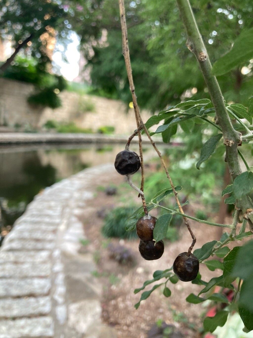 Styphnolobium affine fruit