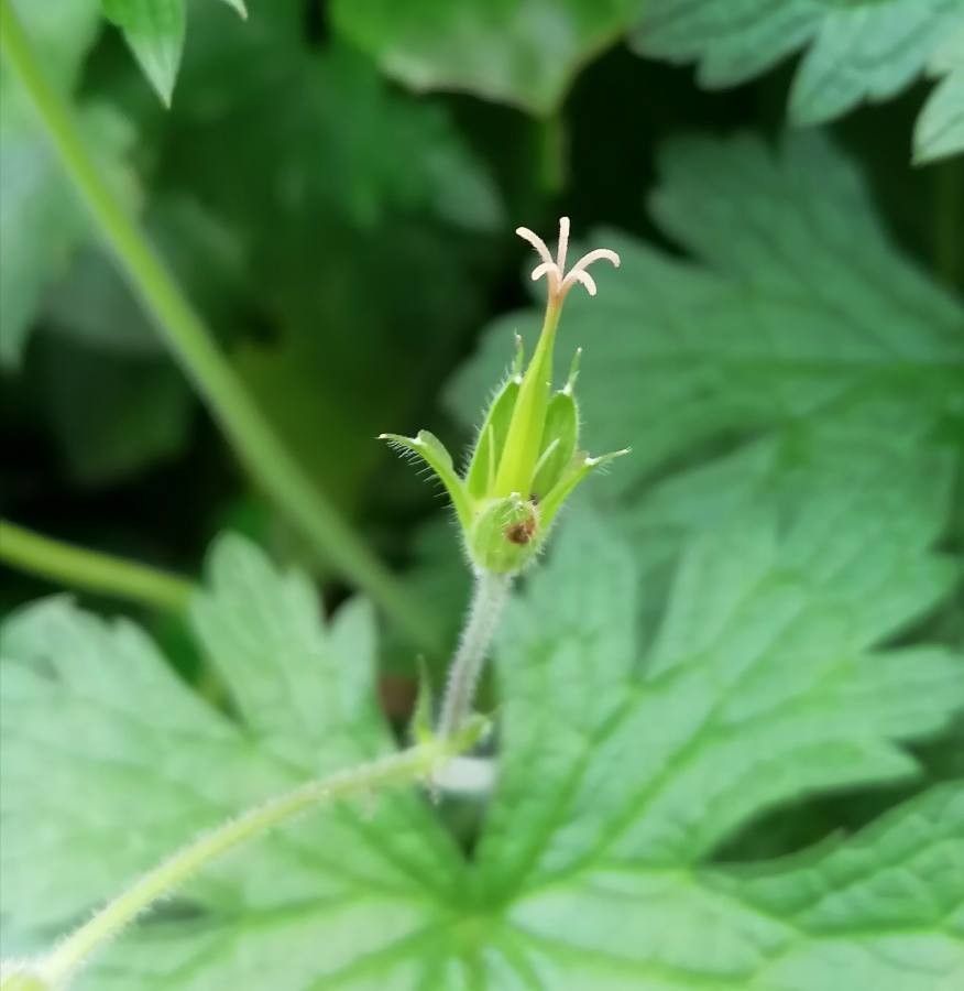 Geranium palustre fruit