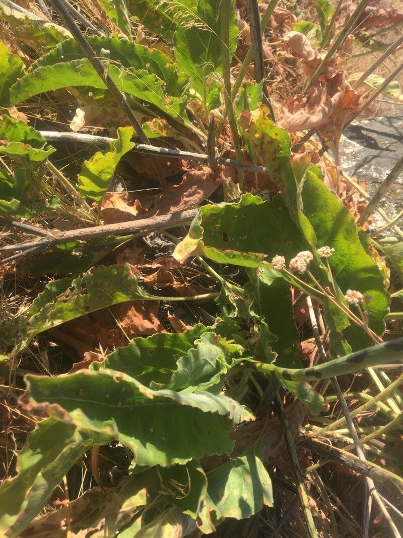 Eriogonum elatum — search result for 'Eriogonum'