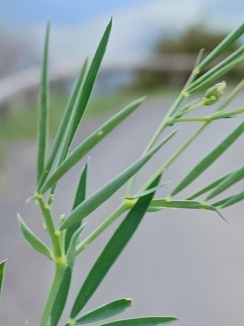 Lathyrus pannonicus leaf
