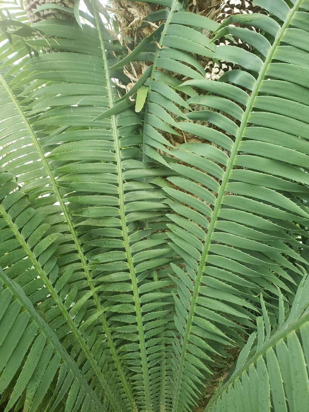 Dioon pectinatum — related species from the same genus