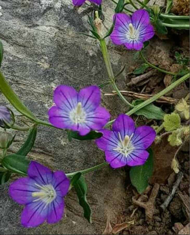 Legousia pentagonia flower