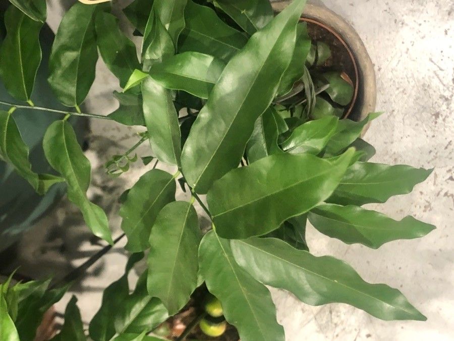 Castanospermum australe — hardiness zone 12 houseplant