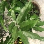 Castanospermum australe