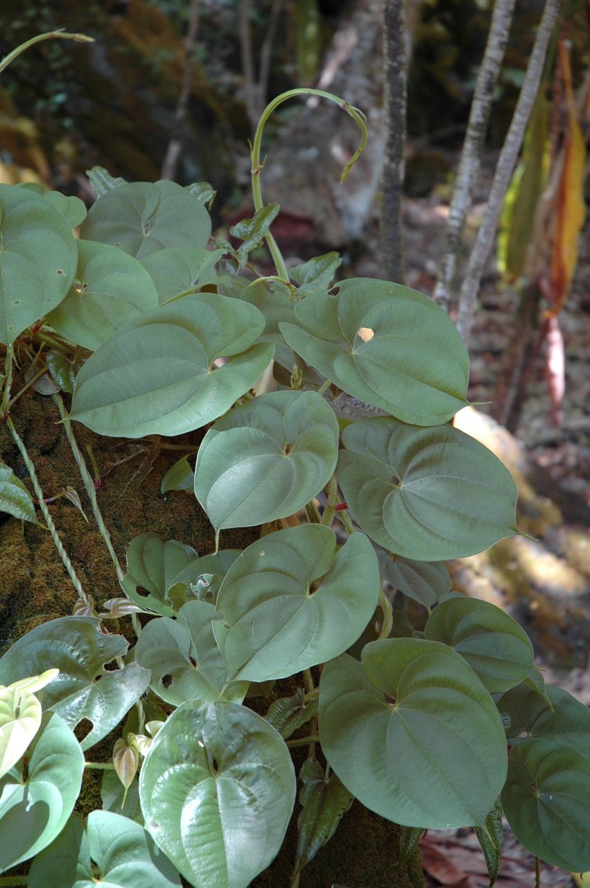 Dioscorea alata — related species from the same genus