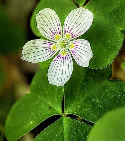 Oxalis montana flower