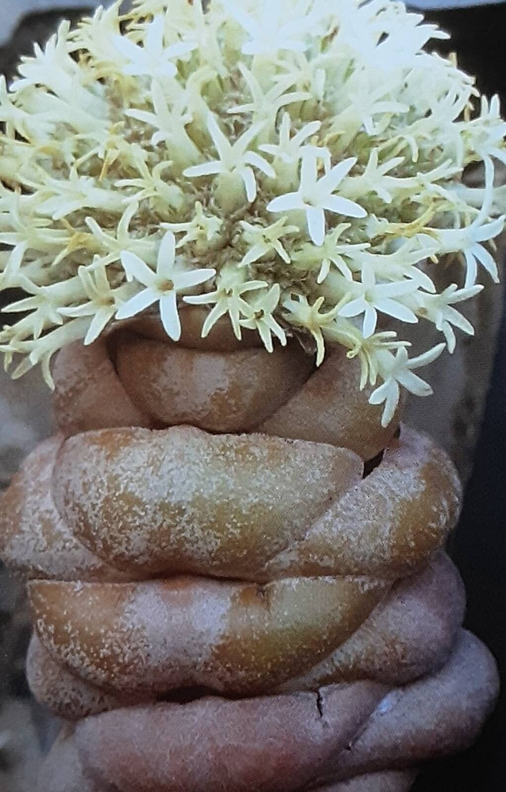 Crassula columnaris habit