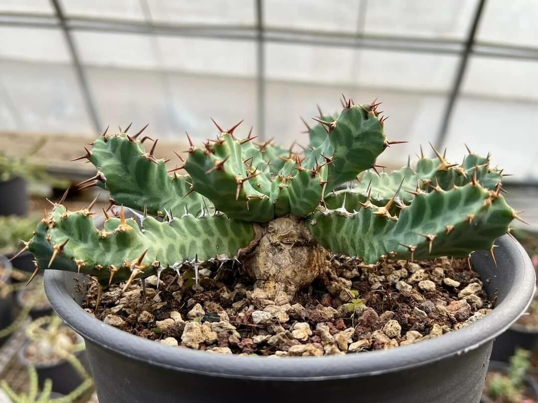 Euphorbia clavigera — houseplant care guide