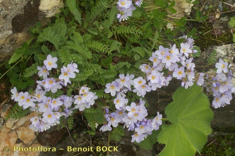 Polemonium pulchellum — search result for 'Polemonium'