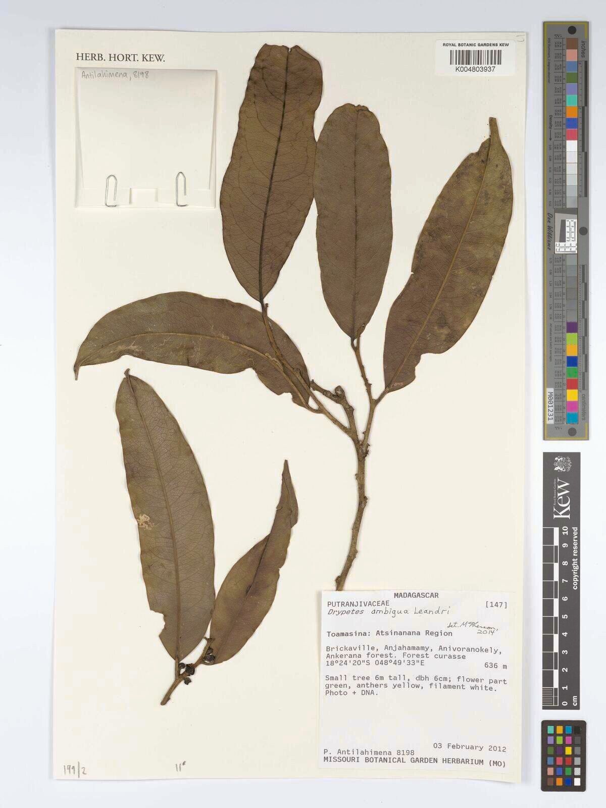 Drypetes ambigua — related species from the same genus