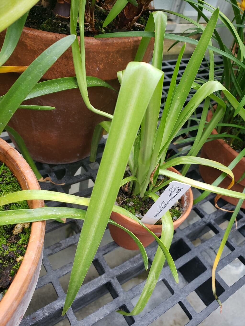 Agave coetocapnia — houseplant care guide