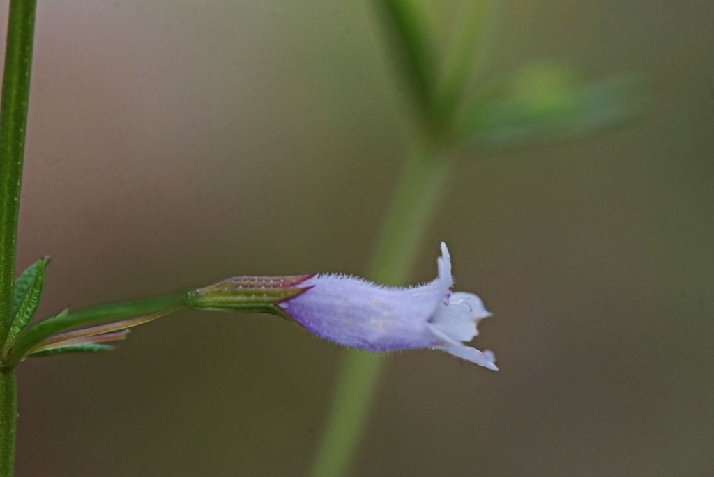 Clinopodium arkansanum — related species from the same genus