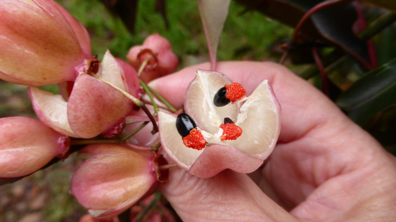 Euonymus grandiflorus fruit