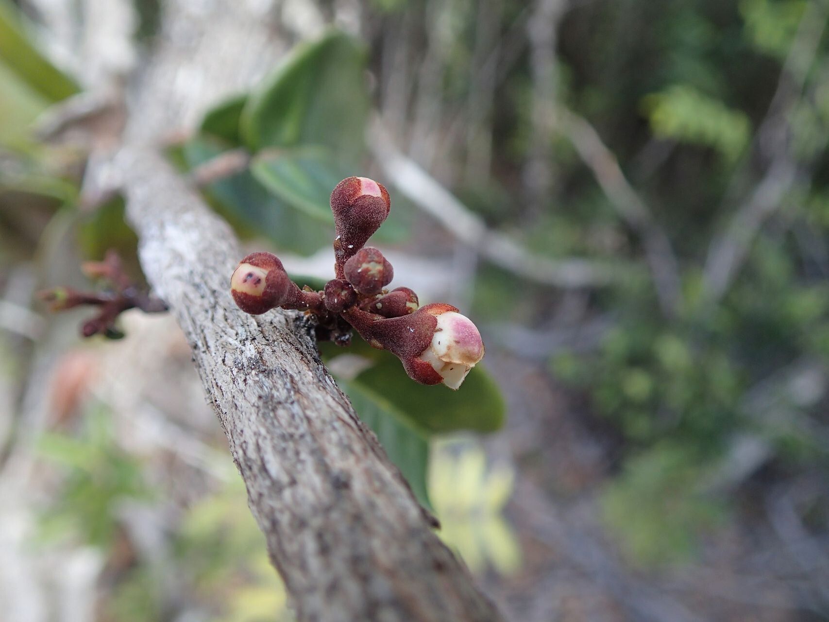 Eugenia kaalensis flower