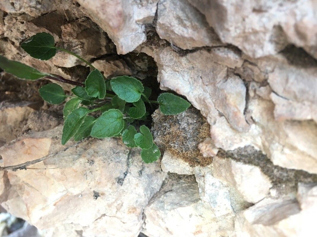 Phyteuma sieberi — search result for 'Campanulaceae'