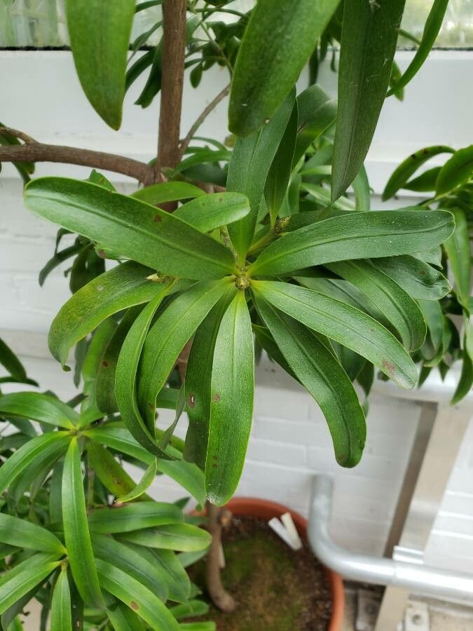 Podocarpus smithii — search result for 'Podocarpus'