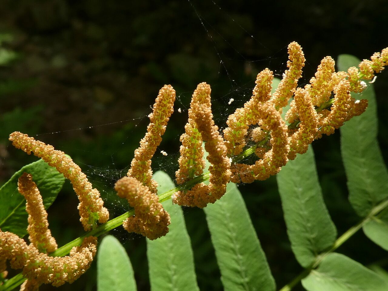Osmunda regalis fruit