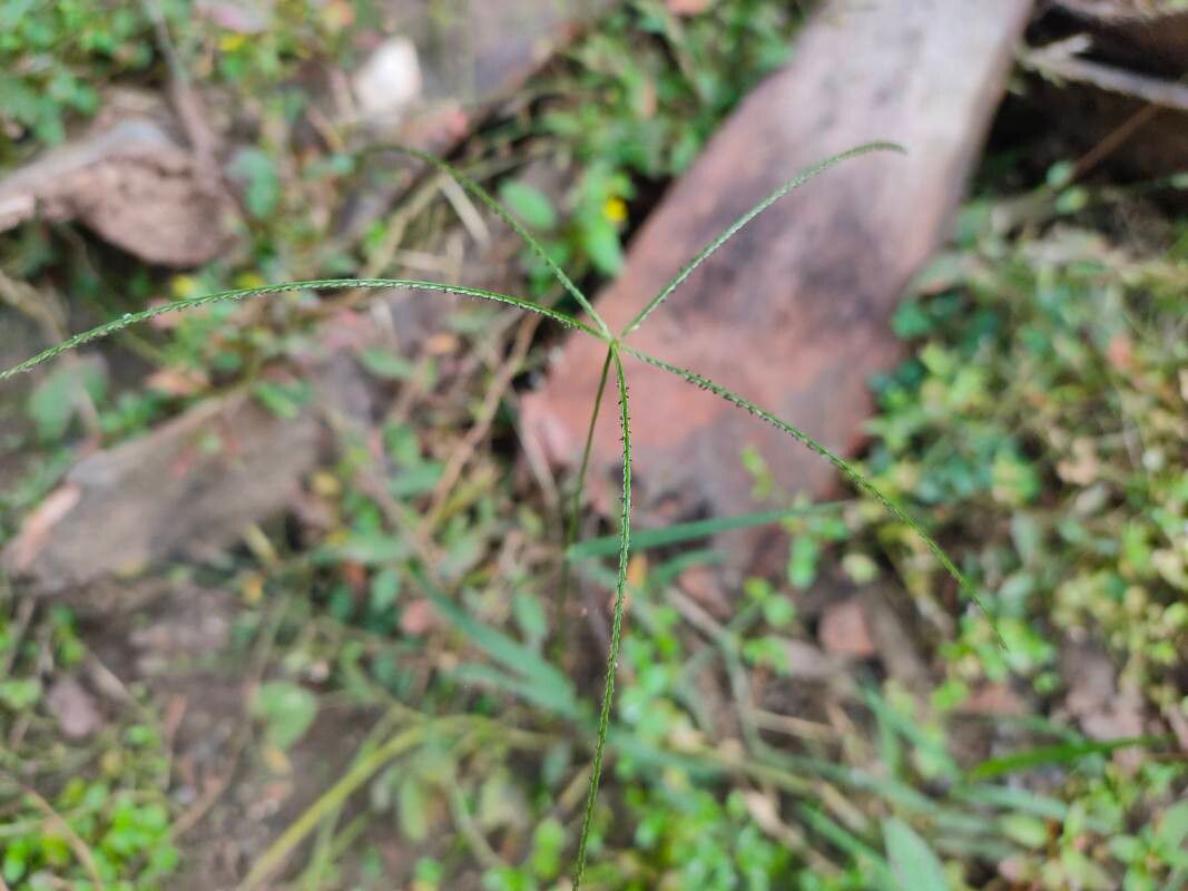 Cynodon radiatus — search result for 'Cynodon'