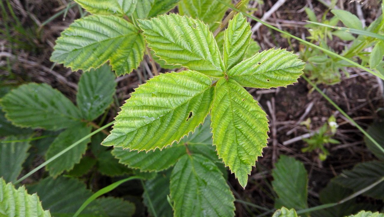 Rubus divaricatus — search result for 'Rubus'
