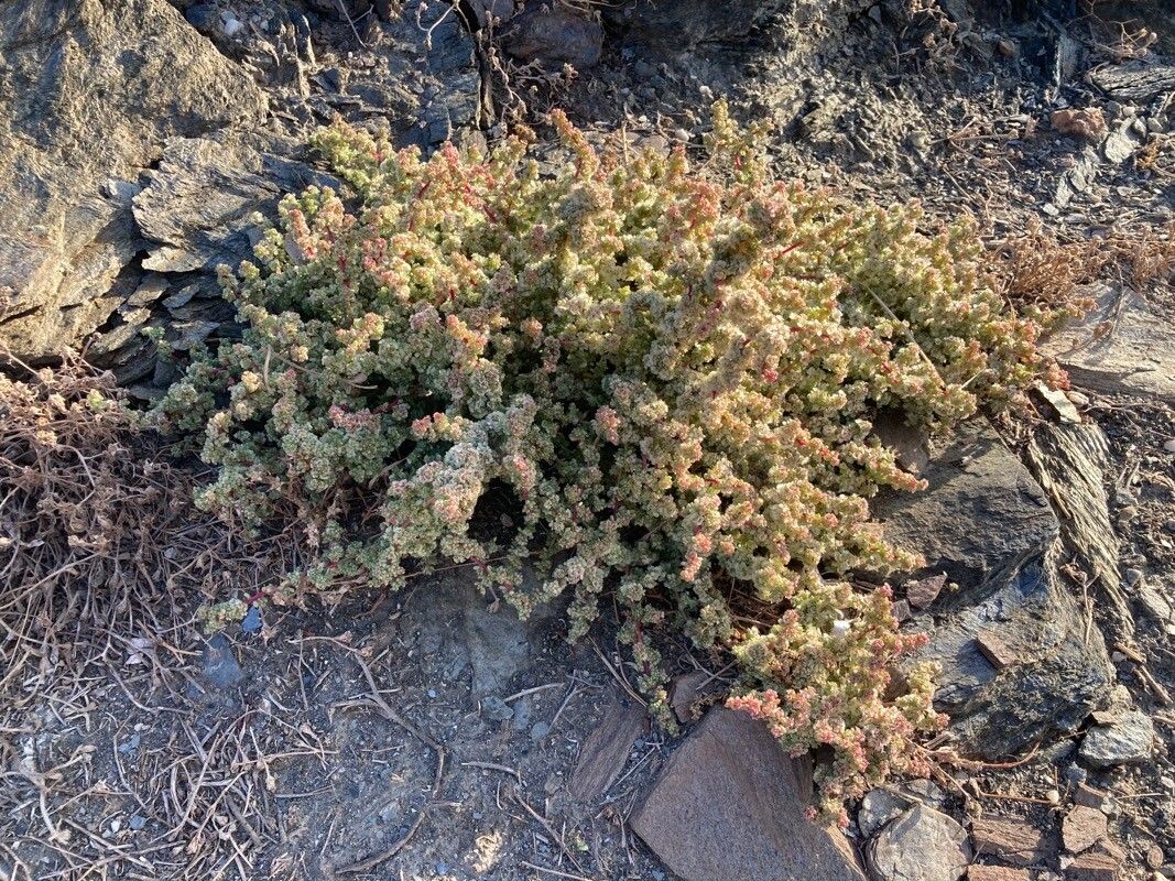 Halogeton sativus habit