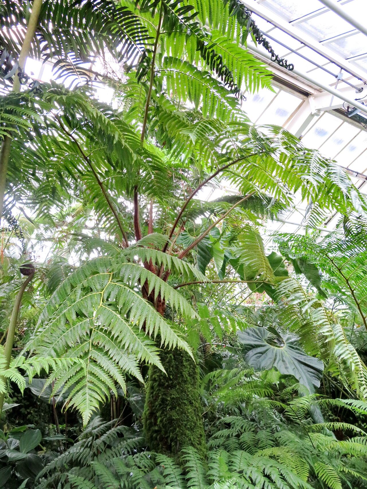 Cibotium chamissoi habit