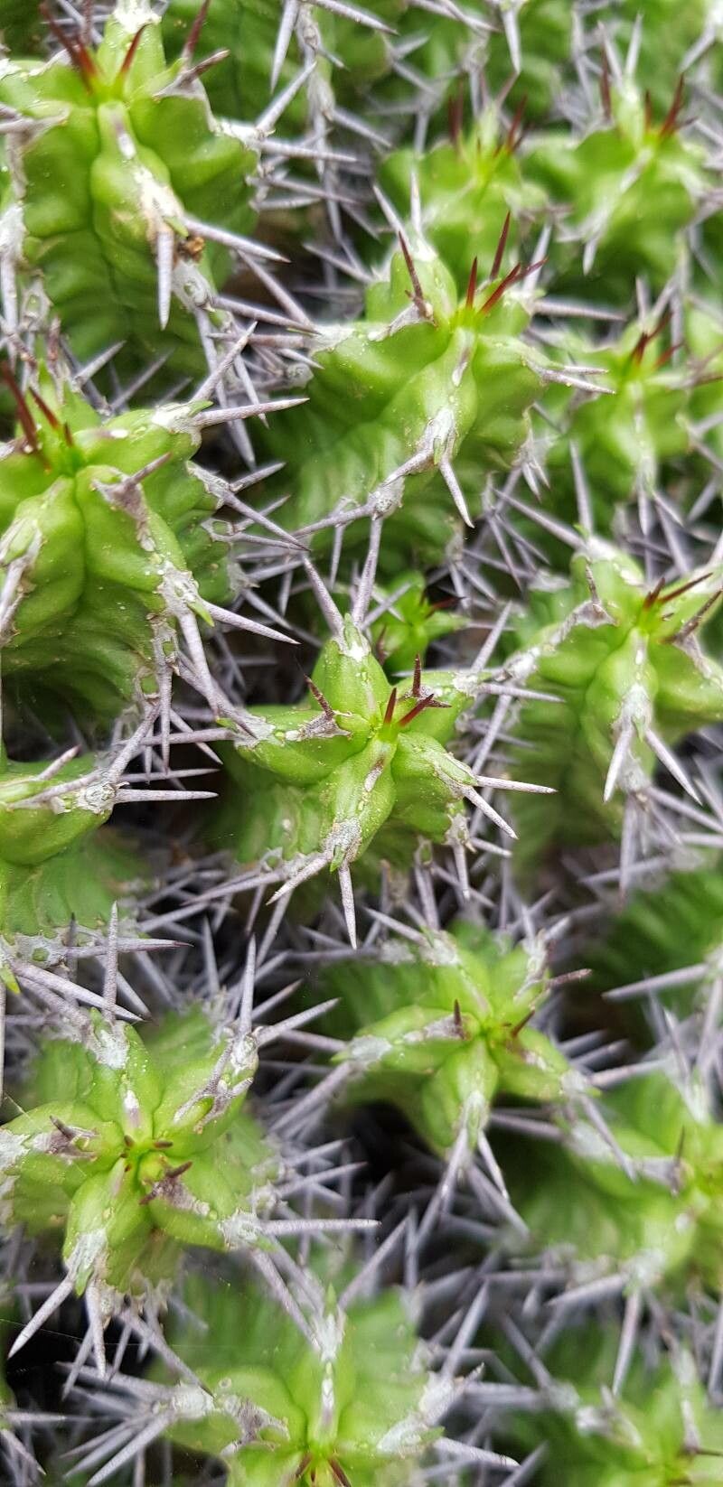 Euphorbia mitriformis — houseplant care guide