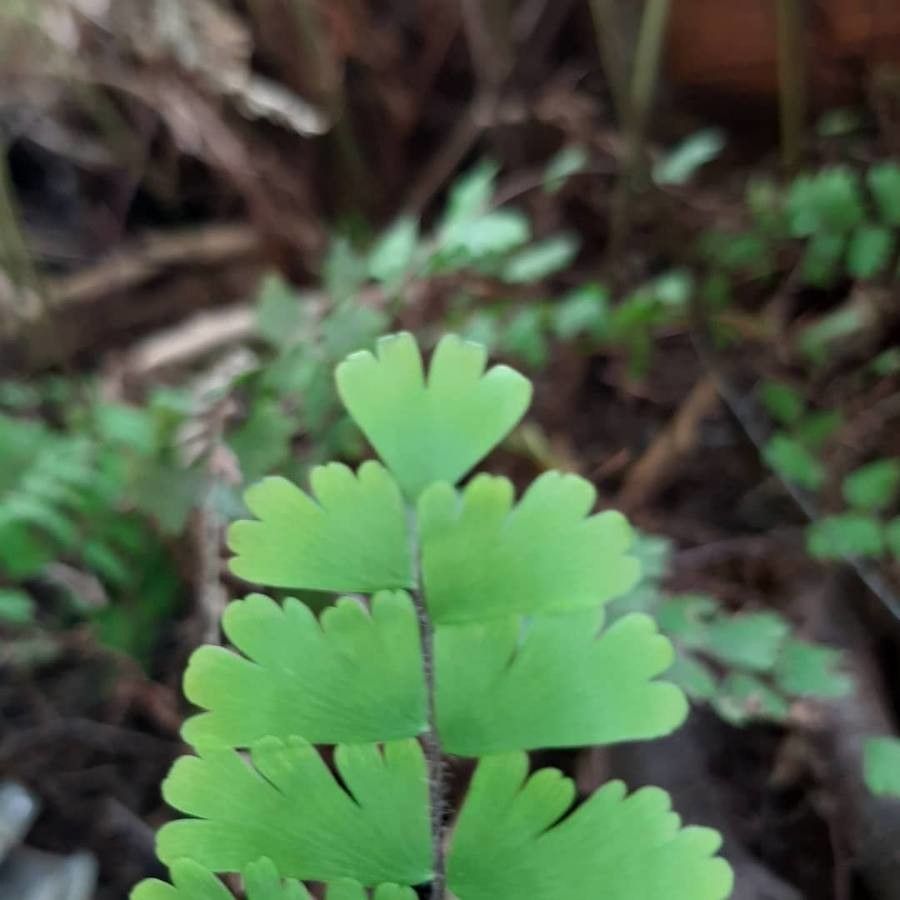 Adiantum aethiopicum