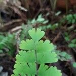 Adiantum aethiopicum
