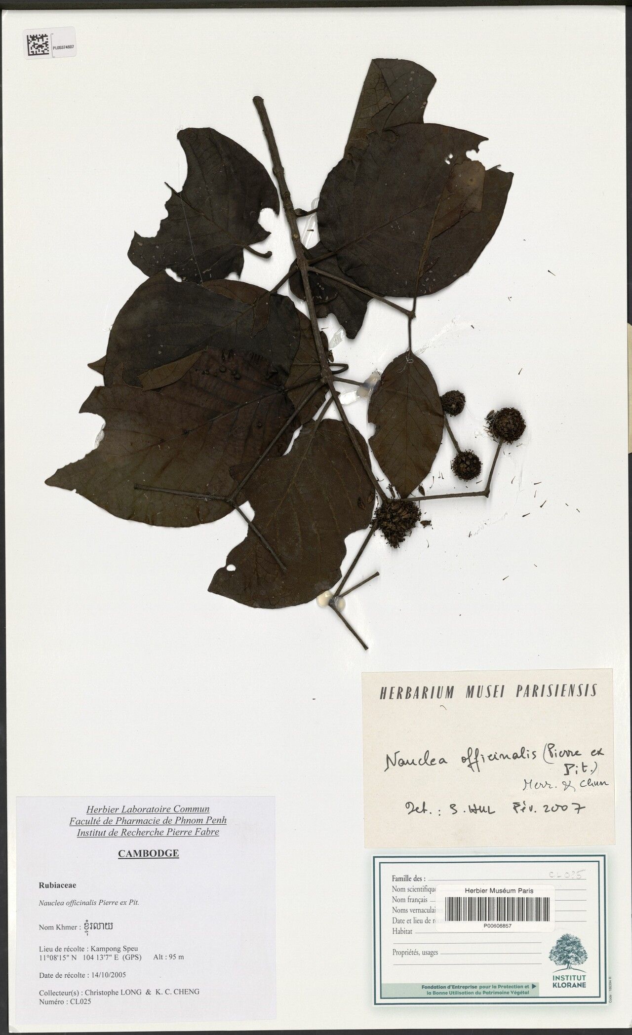 Nauclea officinalis — related species from the same genus