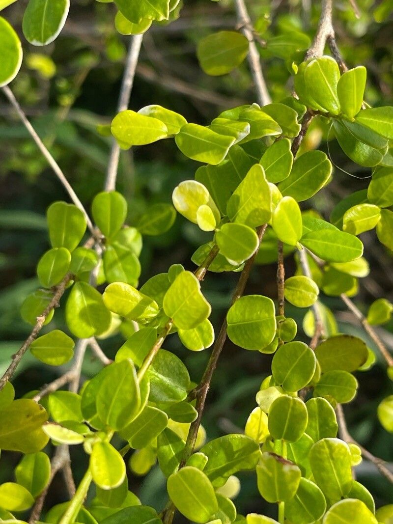 Erythroxylum brevipes — houseplant care guide